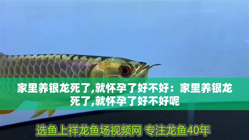 家里養(yǎng)銀龍死了,就懷孕了好不好：家里養(yǎng)銀龍死了,就懷孕了好不好呢