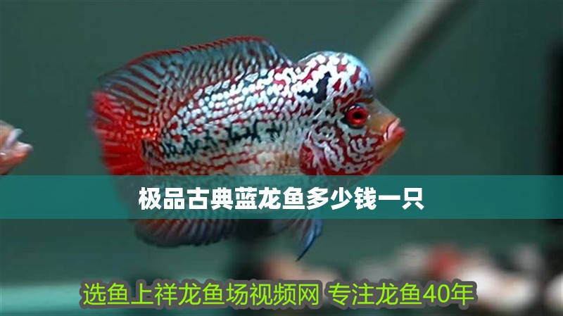 極品古典藍龍魚多少錢一只
