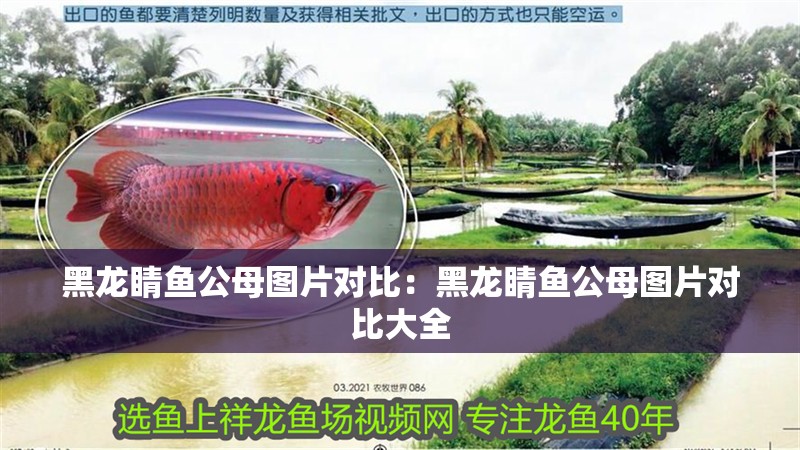 黑龍睛魚公母圖片對比：黑龍睛魚公母圖片對比大全