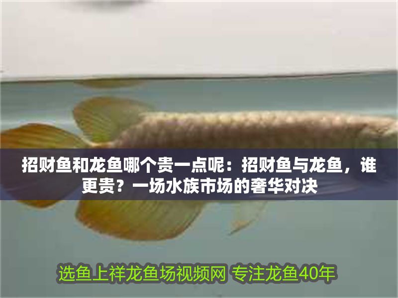 招財魚和龍魚哪個貴一點呢：招財魚與龍魚，誰更貴？一場水族市場的奢華對決