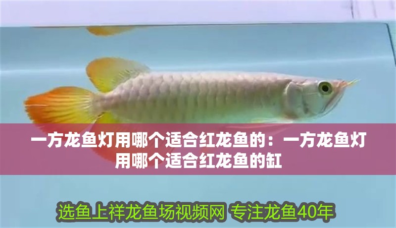 一方龍魚燈用哪個適合紅龍魚的：一方龍魚燈用哪個適合紅龍魚的缸