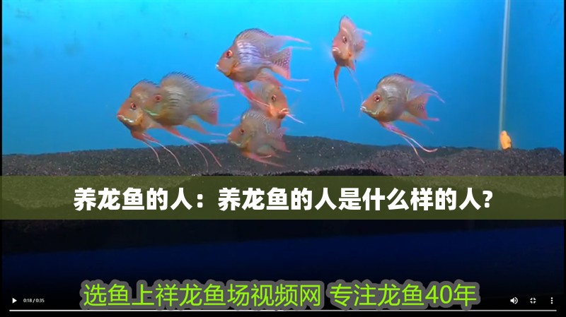 養龍魚的人：養龍魚的人是什么樣的人?