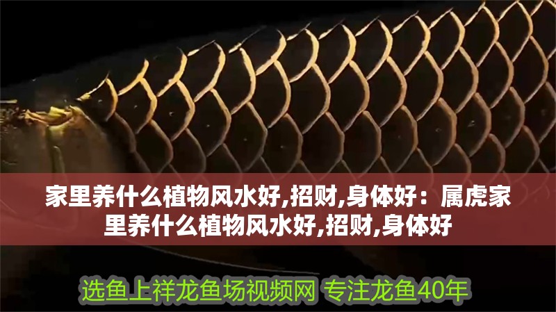 家里養什么植物風水好,招財,身體好：屬虎家里養什么植物風水好,招財,身體好