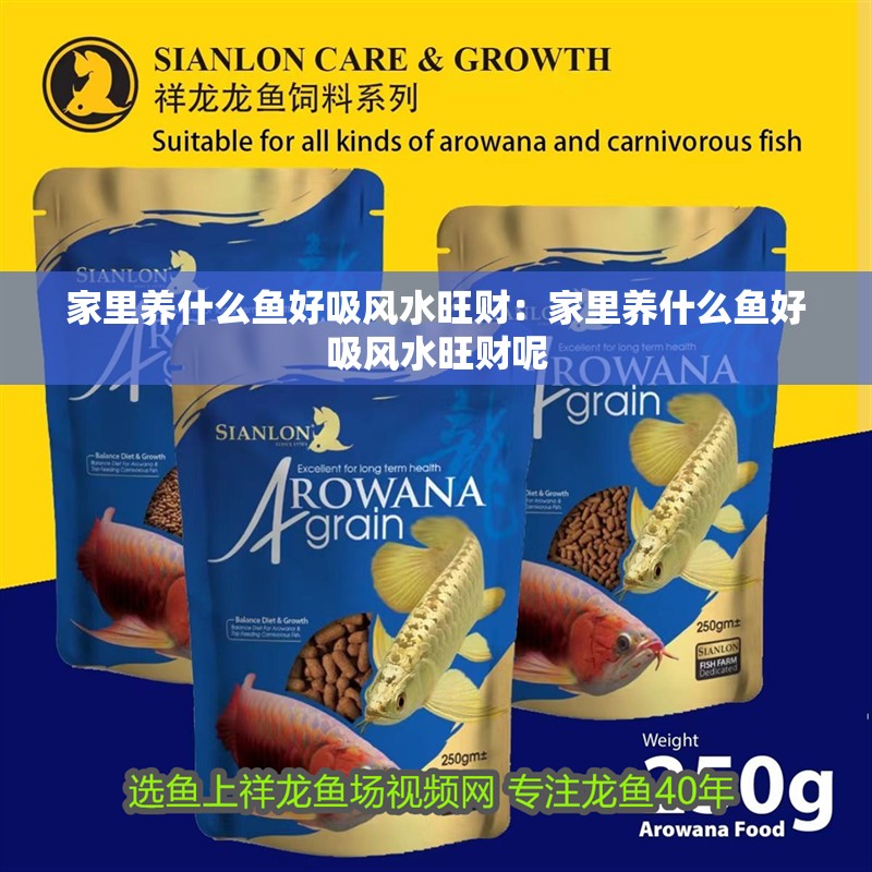 家里養(yǎng)什么魚好吸風(fēng)水旺財：家里養(yǎng)什么魚好吸風(fēng)水旺財呢