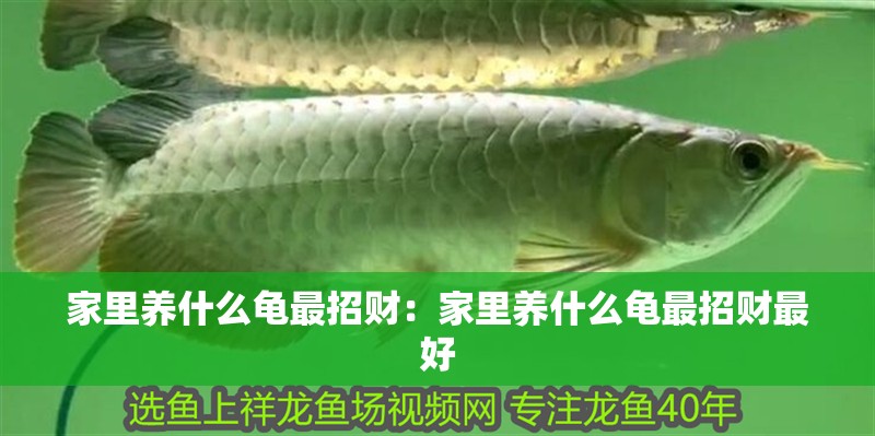家里養什么龜最招財：家里養什么龜最招財最好
