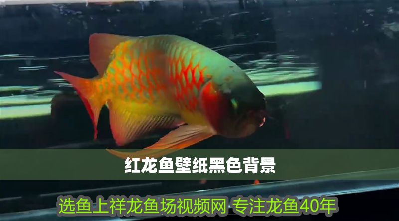 紅龍魚壁紙黑色背景