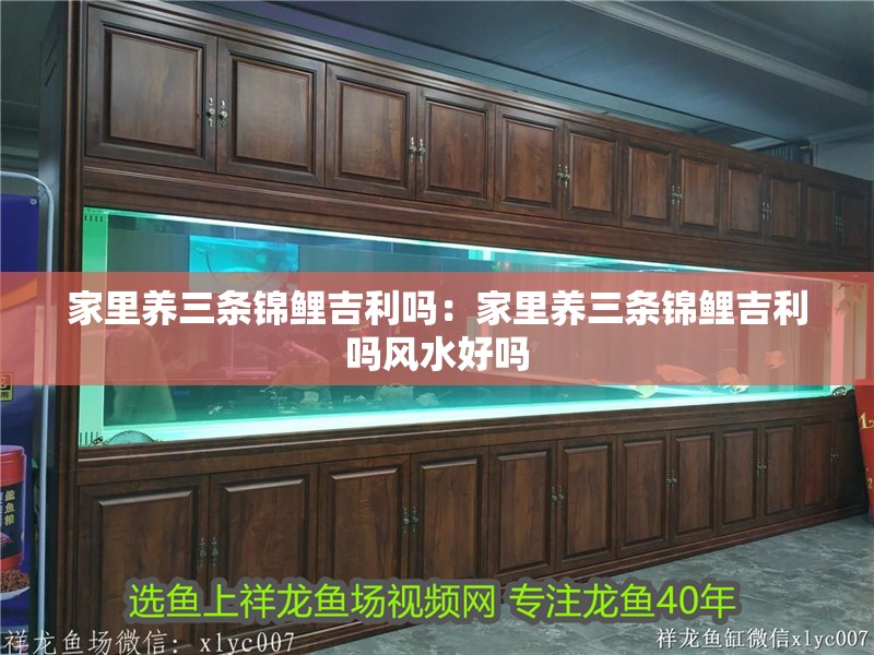 家里養三條錦鯉吉利嗎：家里養三條錦鯉吉利嗎風水好嗎
