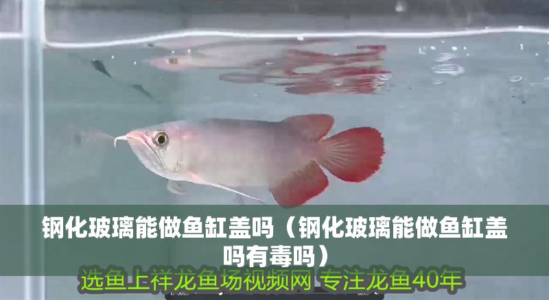 鋼化玻璃能做魚(yú)缸蓋嗎（鋼化玻璃能做魚(yú)缸蓋嗎有毒嗎）