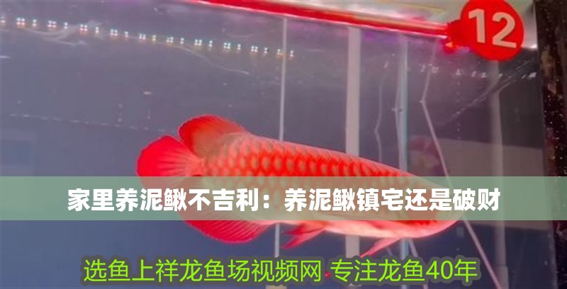 家里養泥鰍不吉利：養泥鰍鎮宅還是破財