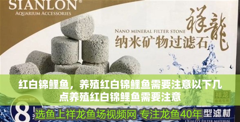 紅白錦鯉魚，養(yǎng)殖紅白錦鯉魚需要注意以下幾點養(yǎng)殖紅白錦鯉魚需要注意