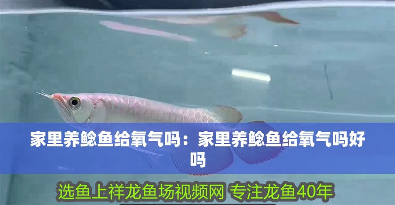 家里養(yǎng)鯰魚給氧氣嗎：家里養(yǎng)鯰魚給氧氣嗎好嗎