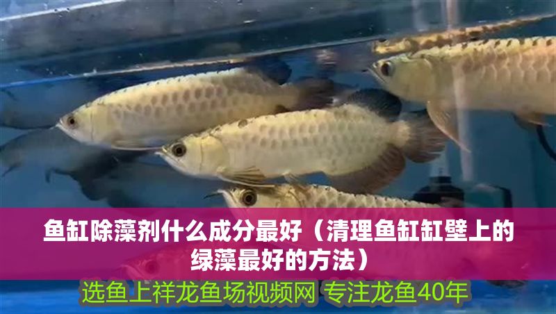 魚缸除藻劑什么成分最好（清理魚缸缸壁上的綠藻最好的方法）