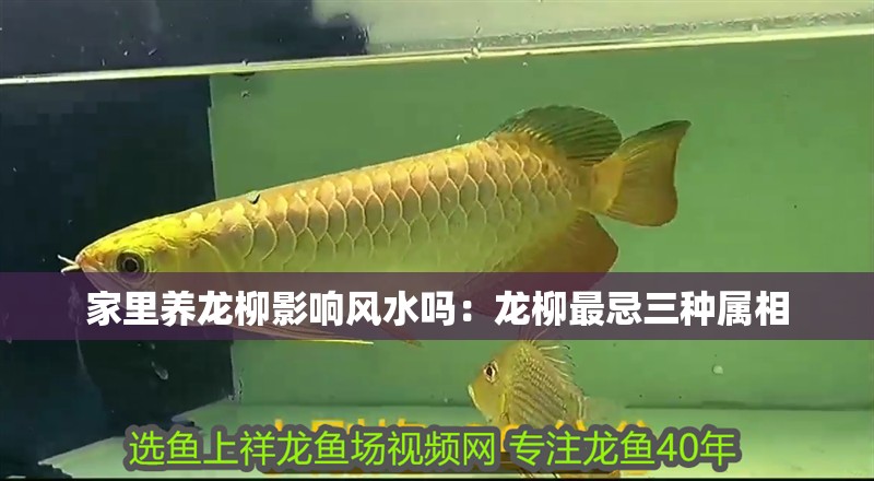 家里養(yǎng)龍柳影響風(fēng)水嗎：龍柳最忌三種屬相 家里養(yǎng)龍柳影響風(fēng)水嗎：龍柳最忌三種屬相 龍魚百科 第1張