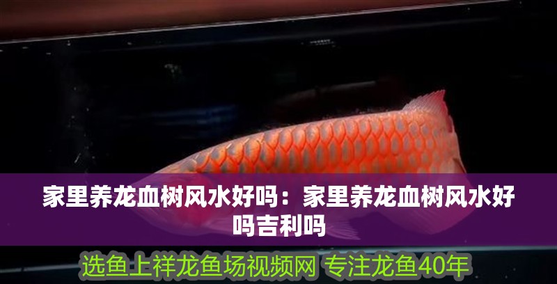 家里養龍血樹風水好嗎：家里養龍血樹風水好嗎吉利嗎