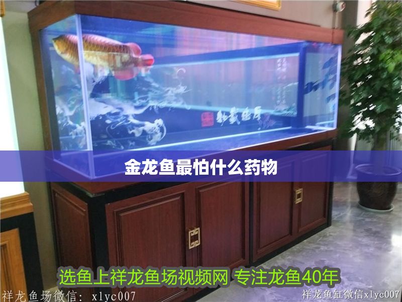 金龍魚最怕什么藥物 龍魚百科 第2張 金龍魚最怕什么藥物 金龍魚最怕什么藥物 龍魚百科 第2張