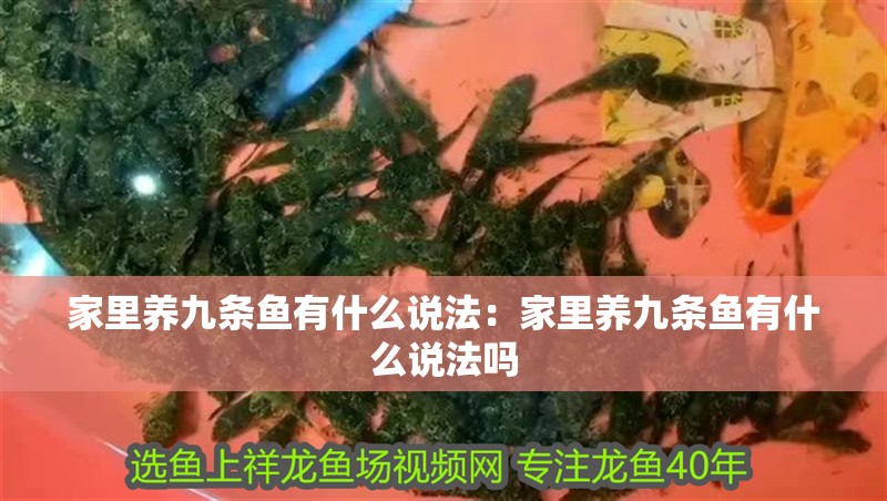 家里養九條魚有什么說法：家里養九條魚有什么說法嗎