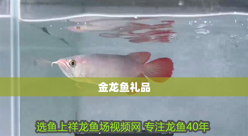 金龍魚禮品