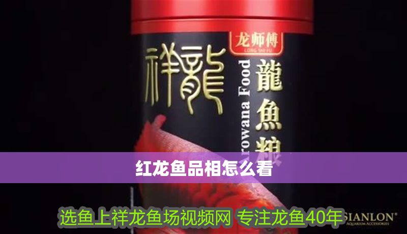 紅龍魚品相怎么看