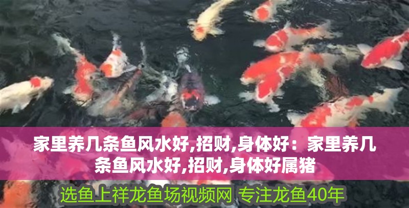 家里養(yǎng)幾條魚風水好,招財,身體好：家里養(yǎng)幾條魚風水好,招財,身體好屬豬
