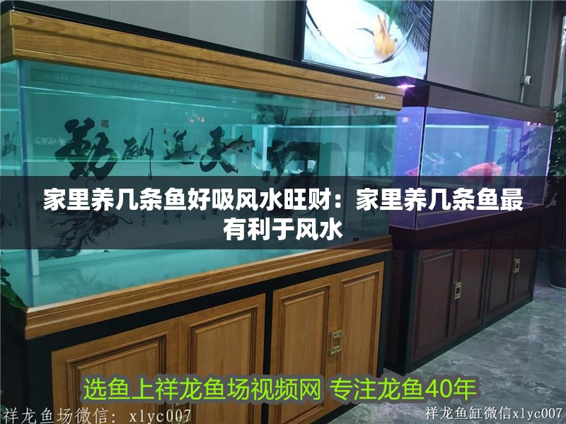 家里養幾條魚好吸風水旺財：家里養幾條魚最有利于風水