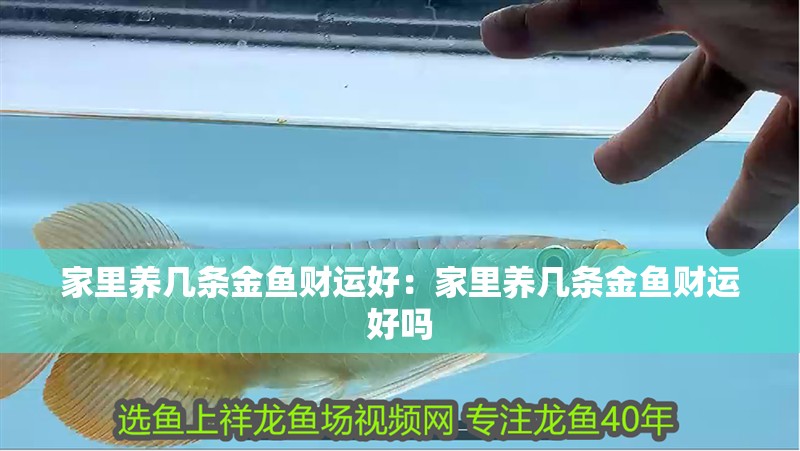 家里養(yǎng)幾條金魚財運好：家里養(yǎng)幾條金魚財運好嗎