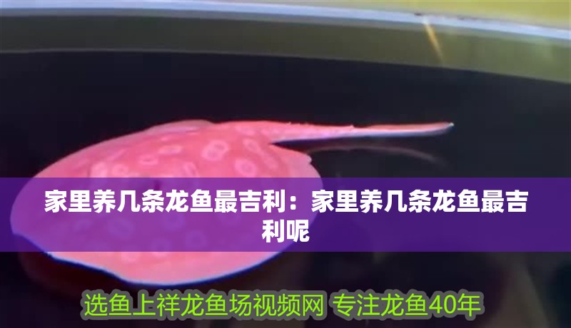 家里養幾條龍魚最吉利：家里養幾條龍魚最吉利呢