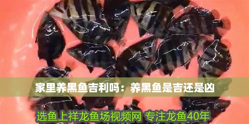 家里養黑魚吉利嗎：養黑魚是吉還是兇