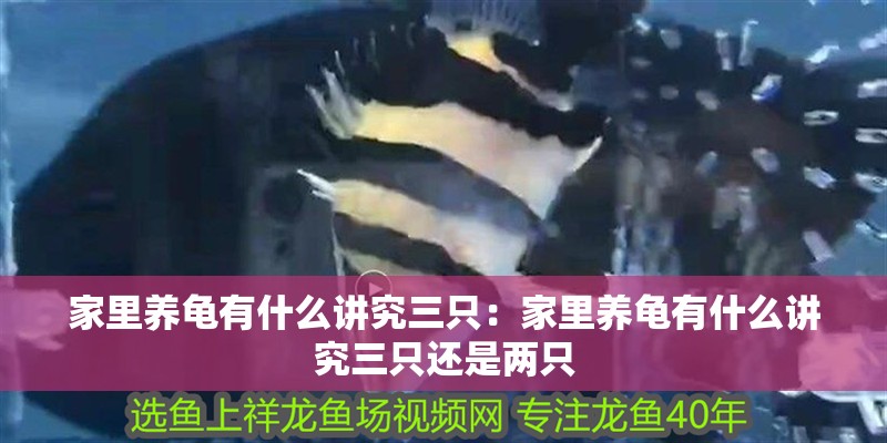 家里養龜有什么講究三只：家里養龜有什么講究三只還是兩只