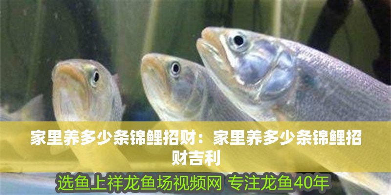 家里養多少條錦鯉招財：家里養多少條錦鯉招財吉利