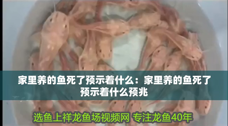 家里養的魚死了預示著什么：家里養的魚死了預示著什么預兆