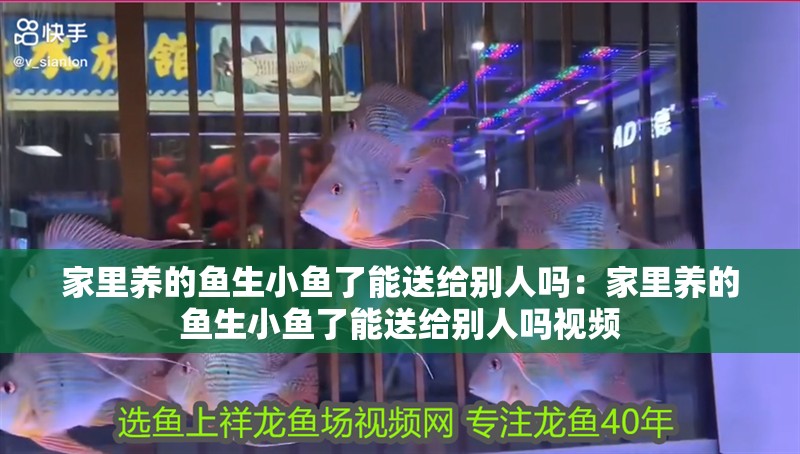 家里養的魚生小魚了能送給別人嗎：家里養的魚生小魚了能送給別人嗎視頻