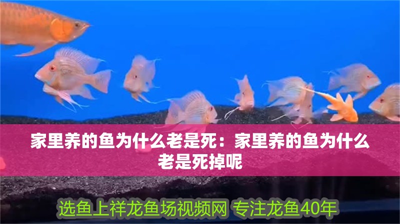 家里養(yǎng)的魚為什么老是死：家里養(yǎng)的魚為什么老是死掉呢