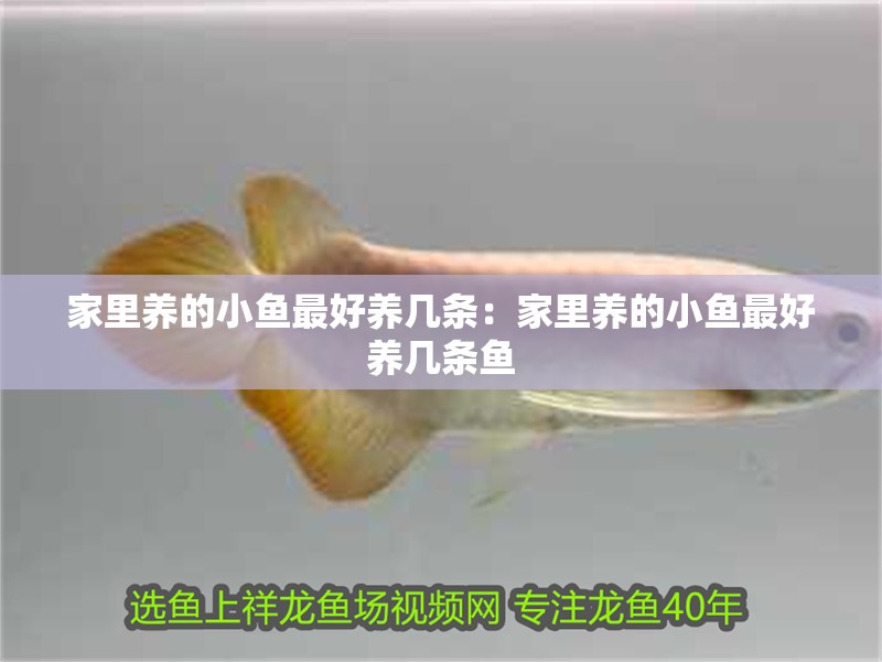 家里養的小魚最好養幾條：家里養的小魚最好養幾條魚