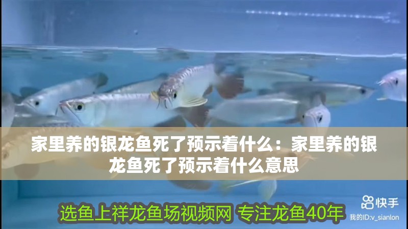 家里養的銀龍魚死了預示著什么：家里養的銀龍魚死了預示著什么意思