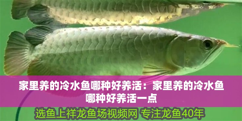 家里養的冷水魚哪種好養活：家里養的冷水魚哪種好養活一點