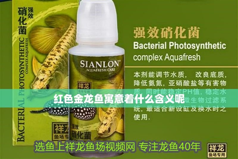 紅色金龍魚寓意著什么含義呢