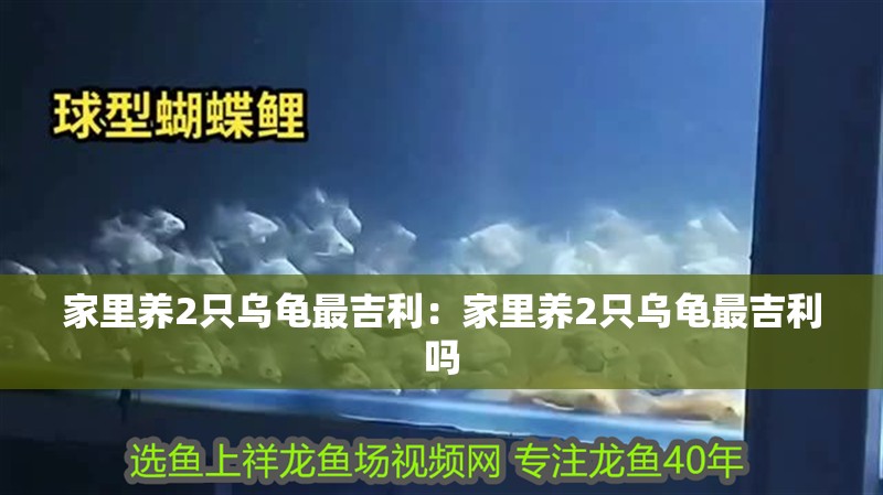 家里養(yǎng)2只烏龜最吉利：家里養(yǎng)2只烏龜最吉利嗎