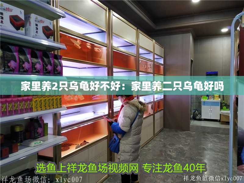 家里養2只烏龜好不好：家里養二只烏龜好嗎