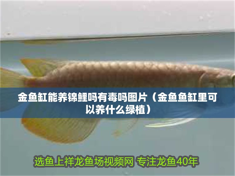 金魚缸能養錦鯉嗎有毒嗎圖片（金魚魚缸里可以養什么綠植）