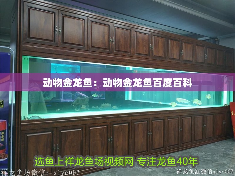 動物金龍魚：動物金龍魚百度百科