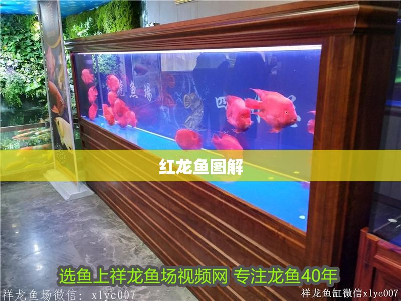 紅龍魚圖解