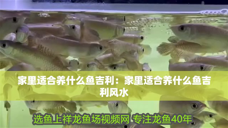 家里適合養什么魚吉利：家里適合養什么魚吉利風水