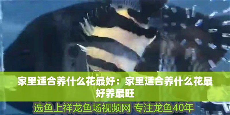 家里適合養什么花最好：家里適合養什么花最好養最旺