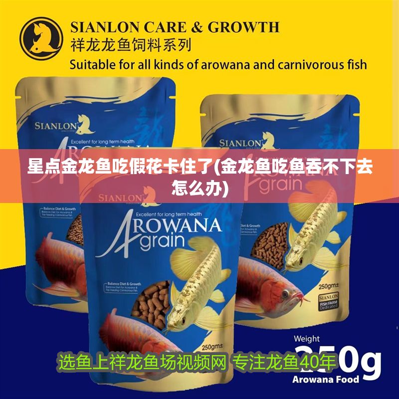 星點金龍魚吃假花卡住了(金龍魚吃魚吞不下去怎么辦)