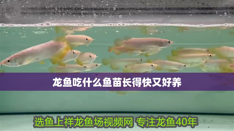 龍魚吃什么魚苗長得快又好養