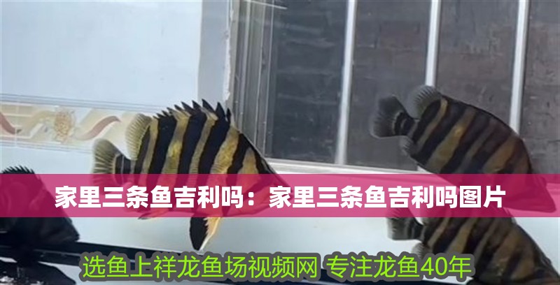 家里三條魚吉利嗎：家里三條魚吉利嗎圖片
