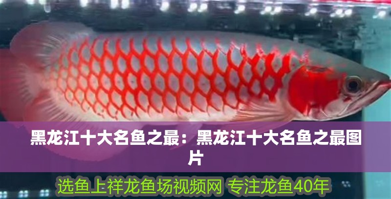 黑龍江十大名魚(yú)之最：黑龍江十大名魚(yú)之最圖片