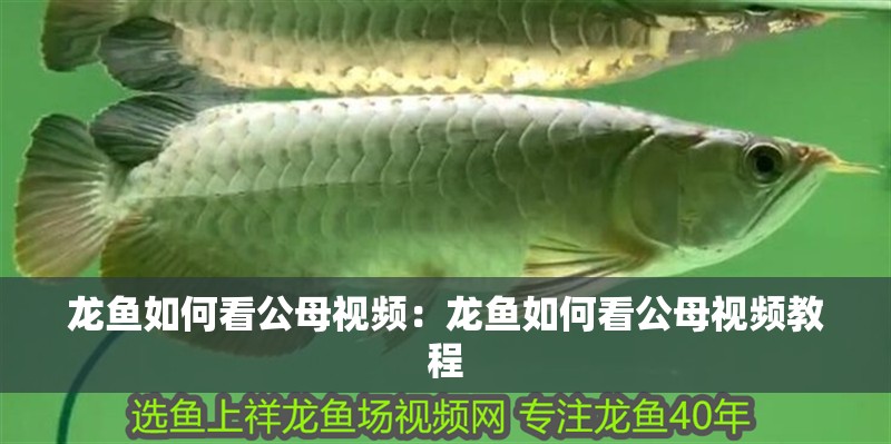 龍魚如何看公母視頻:龍魚如何看公母視頻教程 水族問答 龍魚如何看公母視頻:龍魚如何看公母視頻教程 龍魚如何看公母視頻:龍魚如何看公母視頻教程 水族問答