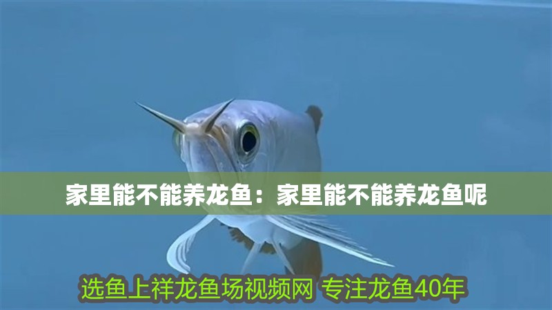 家里能不能養(yǎng)龍魚:家里能不能養(yǎng)龍魚呢