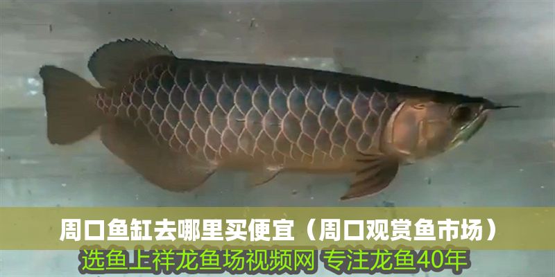 周口魚缸去哪里買便宜（周口觀賞魚市場）